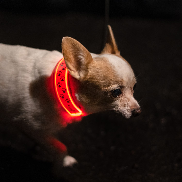 Reflekslampe til hunden